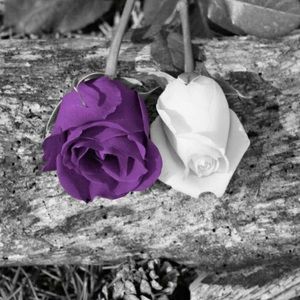 Meet your Posher, Bella